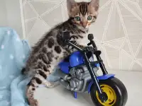 Бенгальский котенок, фотография 11