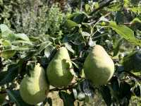 Продам дом с  большим участком, фотография 4