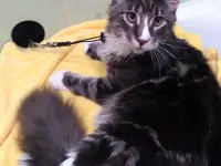 Кот породы Мейн-кун, фотография 2