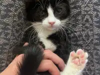 Котёнок в дар, фотография 3
