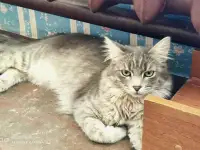 Эффектный котище Серый, кастрирован, фотография 3