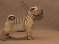 Щенки шарпея, фотография 2