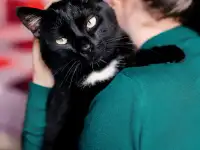 Ласковый котик Каспер в дар!, фотография 2