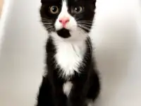 отдам котят, фотография 4