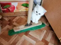 Британские котята, фотография 2
