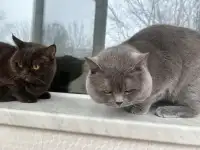 Котята британцы, фотография 8