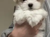 Мальтийская болонка. мальтезе, фотография 2
