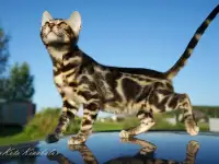 БЕНГАЛЬСКИЕ КЛУБНЫЕ КОТЯТА, фотография 4