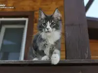 Мейн-кун  котёнок  мальчик, фотография 6