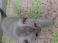 Шотландские вислоухие котята, фотография 3