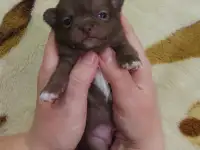 Мини чихуахуа