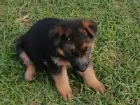 Щенки немецкой овчарки