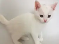Отдам котят, кошку и кота, фотография 6