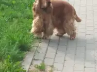 Вязка собак
