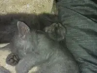 Отдам двух котят мальчика и девочку., фотография 3