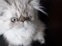 Персидские котята, фотография 2