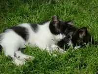Котята ищут дом, фотография 7