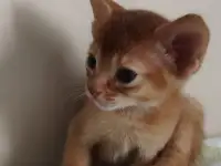 Продам котёнка абиссинской породы, фотография 2