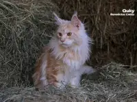 Мейн-кун ( мальчик), фотография 4
