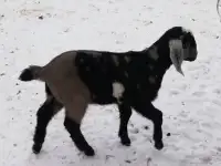 Англонубийкие козлики, фотография 5