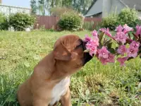 Французские бульдоги, фотография 3