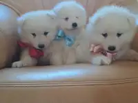 Продаются щенки Самоеда