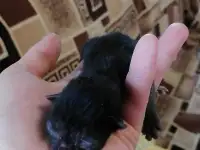 Котята в дар, фотография 2