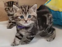 Котята шотландские., фотография 3