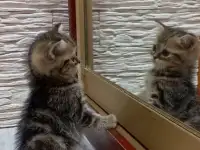 Британские котята, фотография 5