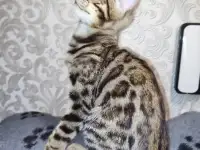 Бенгальские котята, фотография 4