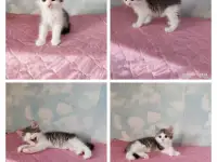 Котята в добрые руки, фотография 5