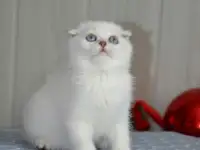 Шотландские котята, фотография 3