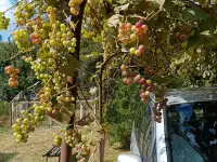 Продам дачу, С Т Химик азот, фотография 9