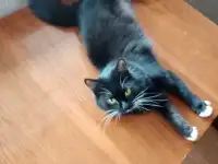 Черная кошка Санта ищет семью!, фотография 4