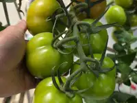 Продаю помидоры на экспорт из Туркменистана., фотография 3