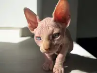 Котята канадского сфинкса, фотография 2