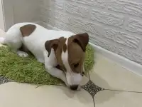 Вязка животных