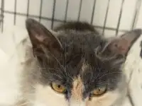 Сладкая кошечка Луна ищет дом!, фотография 9