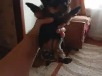 Щенки йорка