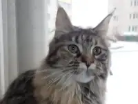 Мейн Кун, фотография 3
