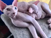 Канадский сфинкс. Еотенок, фотография 2