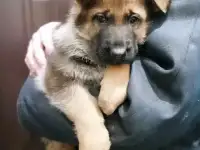 щенки немецкой овчарки