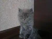 Британские котята, фотография 3