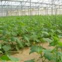 Продам рассаду огурцов