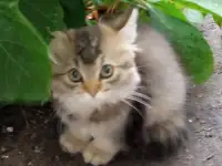 Нежный котенок Лёва ищет дом!, фотография 5