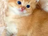 ЗОЛОТАЯ ШИНШИЛЛА шотландские котята, фотография 2