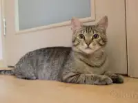 Полосатый котенок Лёлик спасен с улицы и ищет дом и любящую семью!
