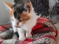 Котята в добрые руки, фотография 2