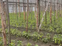 Продажа дома и парников, Деревня Оздамичи, пер. Красный 3, фотография 2