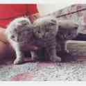 Шотландские котята, фотография 2